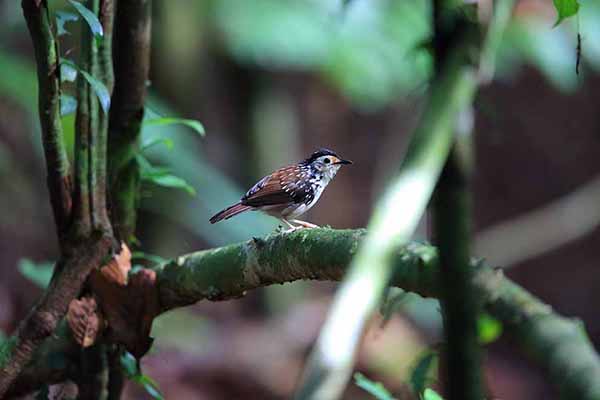 Pstrotymalek (Kenopia striata)