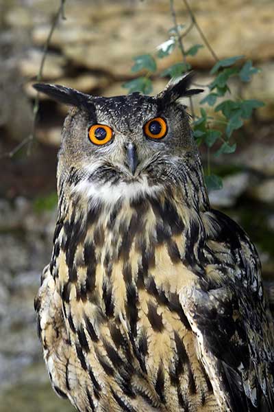 Puchacz indyjski (Bubo bengalensis)