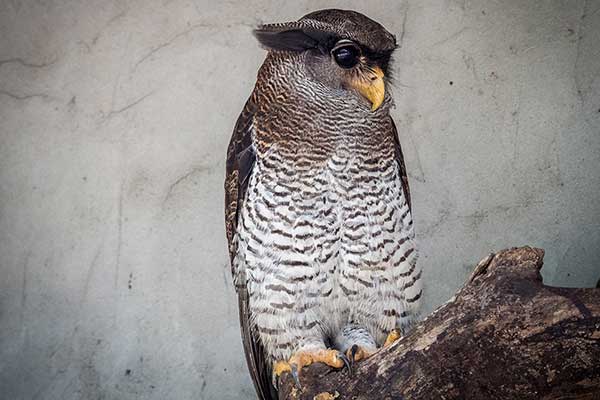 Puchacz malajski (Bubo sumatranus)