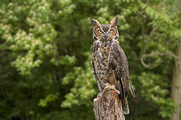 Puchacz wirginijski (Bubo virginianus)