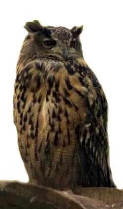 Puchacz (zwyczajny) (Bubo bubo)