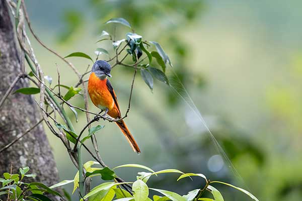 Purpurek pomarańczowy (Pericrocotus solaris)
