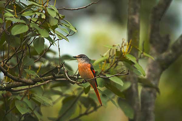 Purpurek różowy (Pericrocotus roseus)