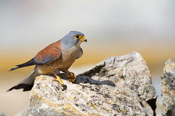 Pustułeczka (Falco naumanni)