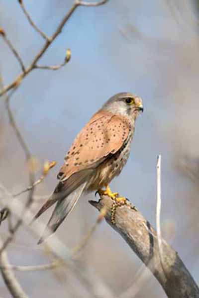 Pustułka (zwyczajna) (Falco tinnunculus)
