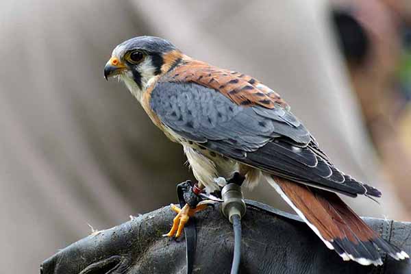 Pustułka amerykańska (Falco sparverius)