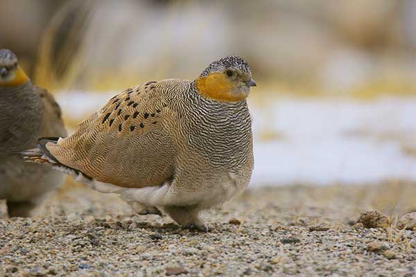 Pustynnik tybetański (Syrrhaptes tibetanus)