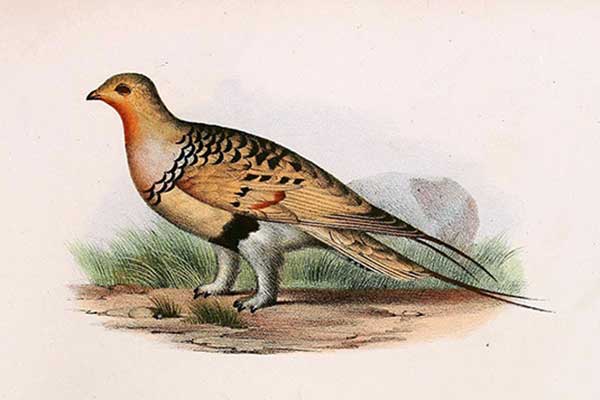 Pustynnik (Syrrhaptes paradoxus)