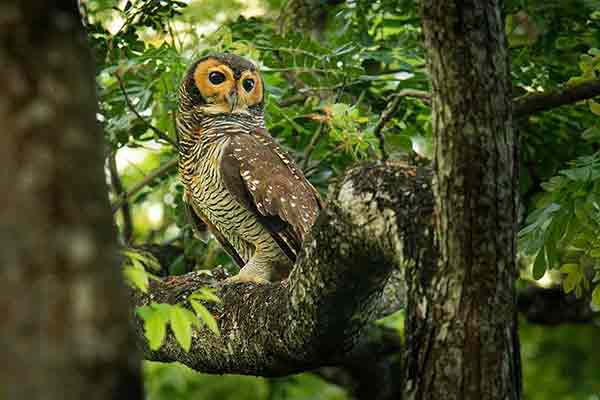 Puszczyk płowolicy (Strix seloputo)