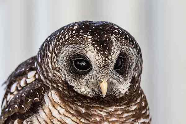 Puszczyk pręgowany (Strix woodfordii)