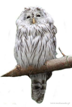 Puszczyk uralski (Strix uralensis)