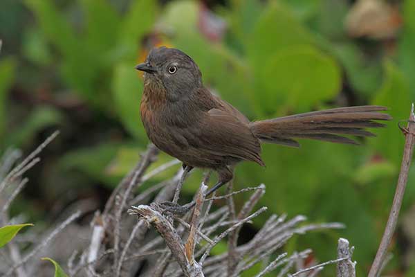 Puzik (Chamaea fasciata)