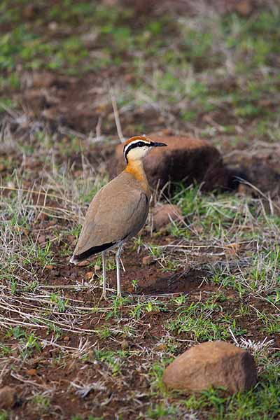 Rączak indyjski (Cursorius coromandelicus)