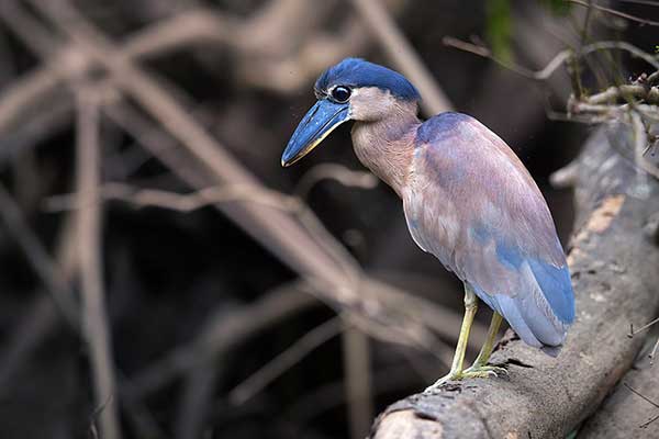 Rakojad (Cochlearius cochlearius)