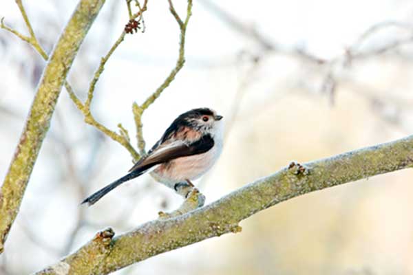 Raniuszek, raniuszek zwyczajny (Aegithalos caudatus)