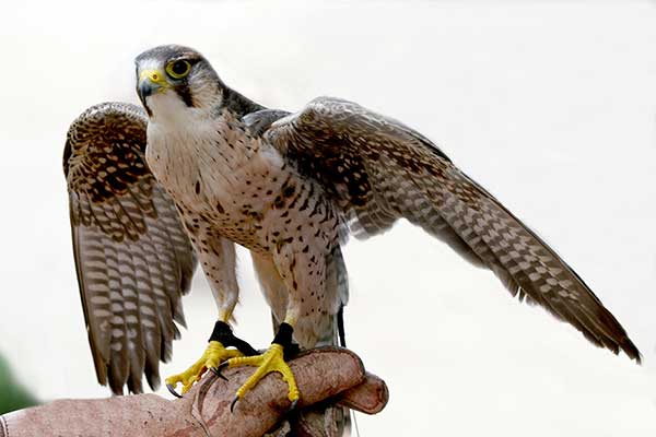 Raróg górski (Falco biarmicus)