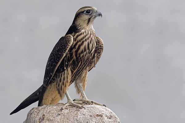 Raróg indyjski (Falco jugger)