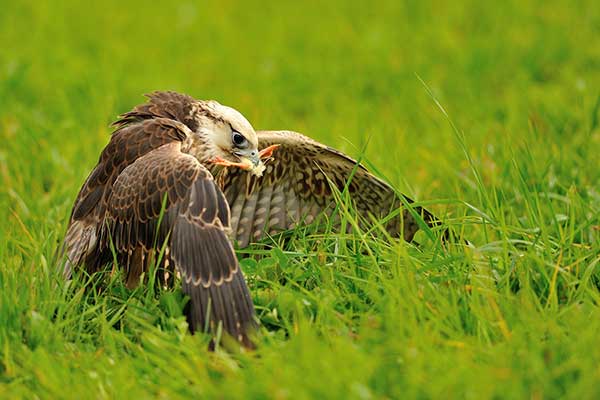 Raróg (zwyczajny) (Falco cherrug)
