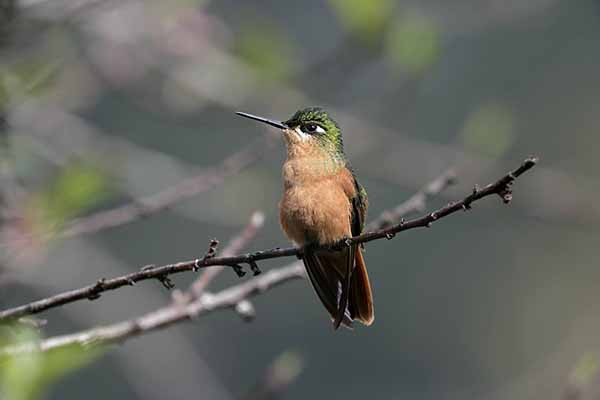 Rubinek (Clytolaema rubricauda)