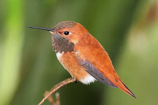 Rudaczek północny (Selasphorus rufus)