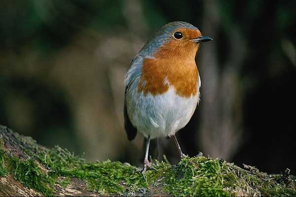 Rudzik (Erithacus rubecula)