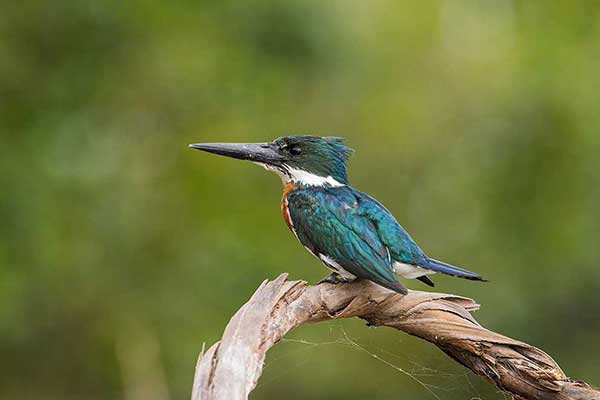 Rybaczek amazoński (Chloroceryle amazona)