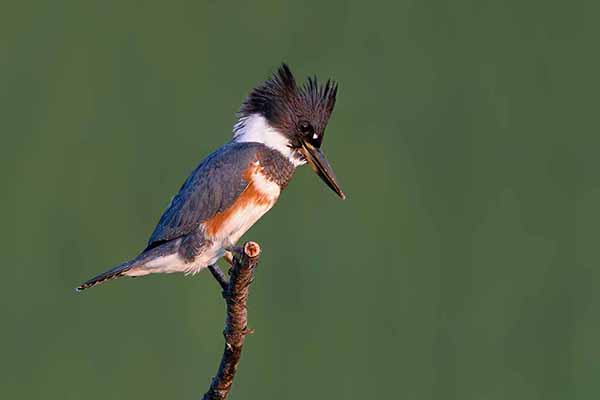 Rybaczek popielaty (Megaceryle alcyon)