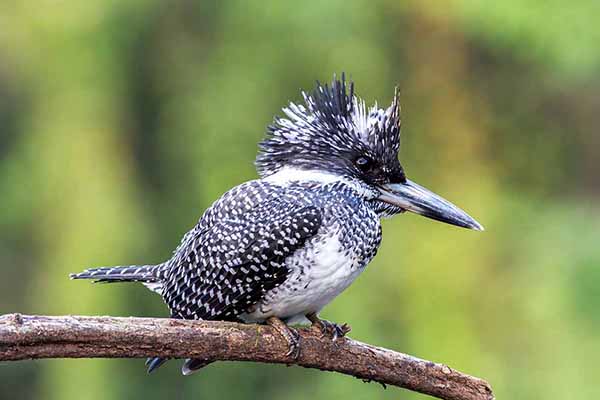 Rybaczek żałobny (Megaceryle lugubris)