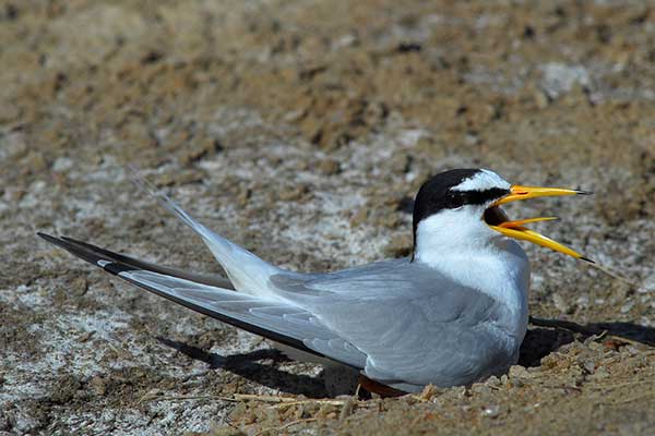 Rybitwa białoczelna (Sternula albifrons)