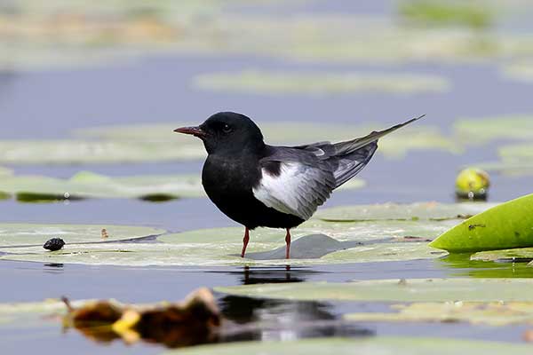 Rybitwa białoskrzydła (Chlidonias leucopterus)