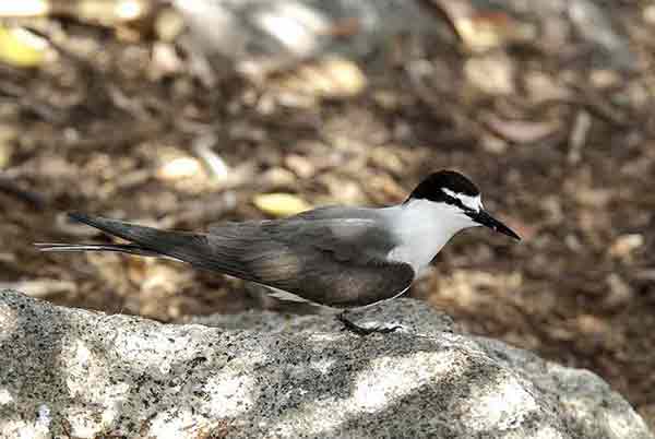 Rybitwa brunatnogrzbieta (Onychoprion anaethetus)