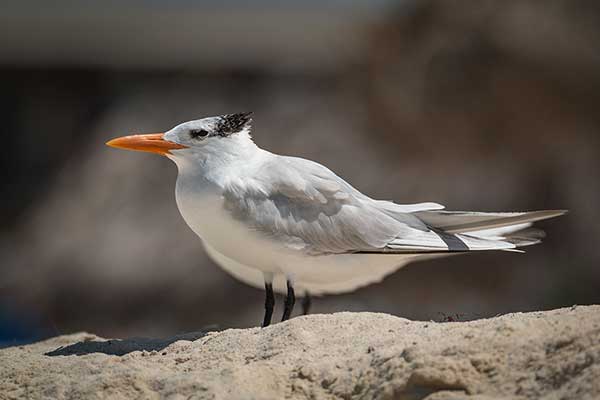 Rybitwa królewska (Thalasseus maximus)