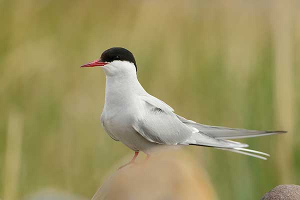 Rybitwa popielata (Sterna paradisaea)