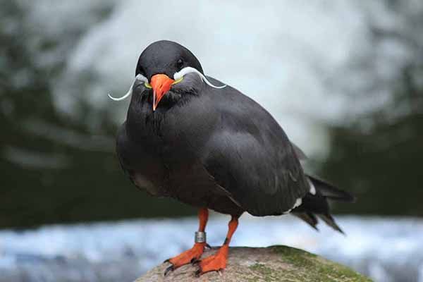 Rybitwa wąsata (Larosterna inca)