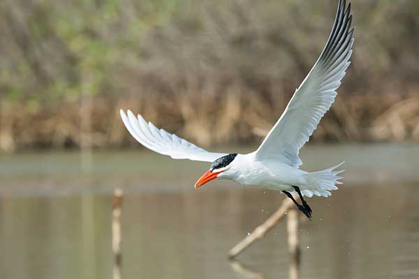 Rybitwa wielkodzioba (Hydroprogne caspia)