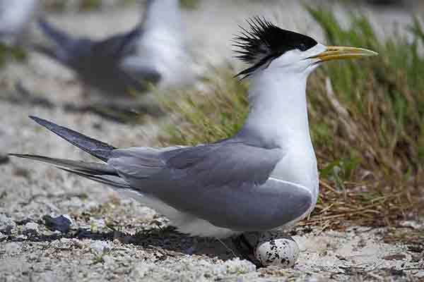 Rybitwa złotodzioba (Thalasseus bergii)