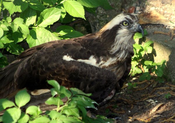 Rybołów (Pandion haliaetus)