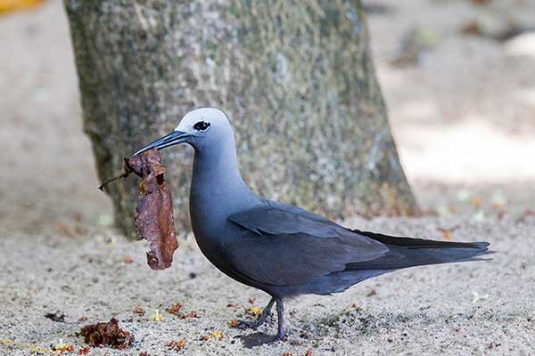 Rybołówka cienkodzioba (Anous tenuirostris)