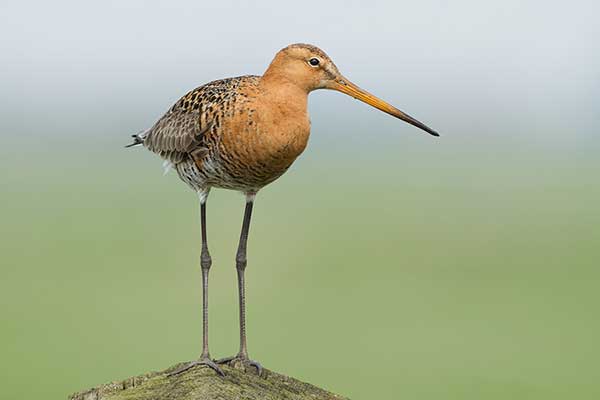 Rycyk (Limosa limosa)