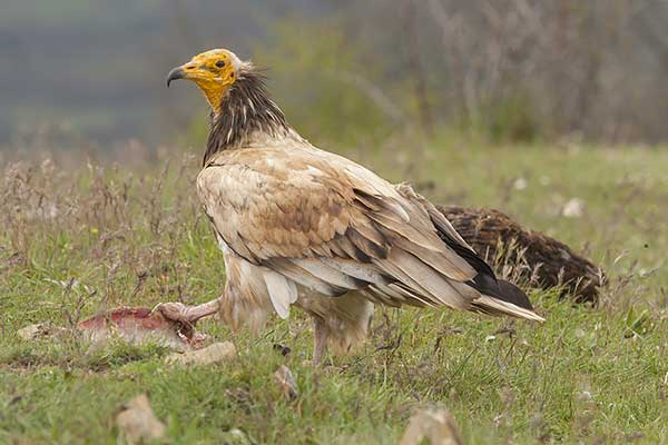 Ścierwnik (Neophron percnopterus)