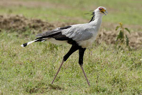 Sekretarz (Sagittarius serpentarius)