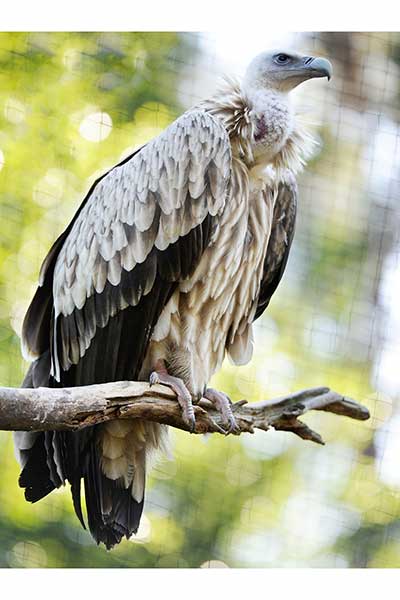 Sęp himalajski (Gyps himalayensis)