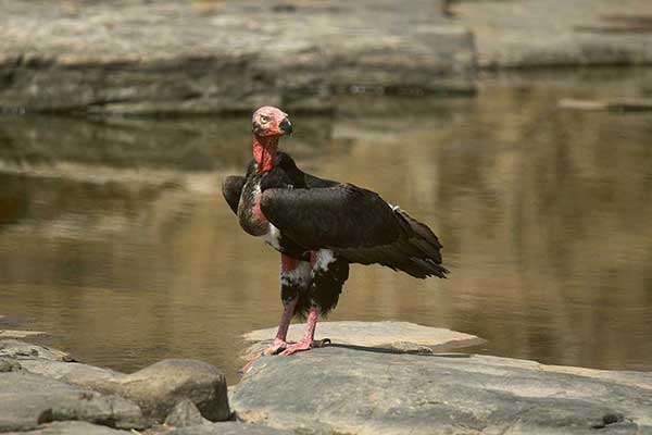 Sęp łysy (Sarcogyps calvus)