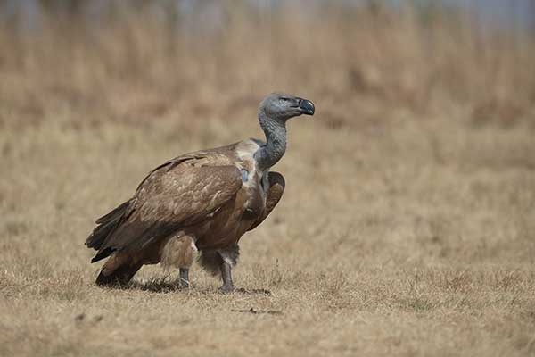 Sęp przylądkowy (Gyps coprotheres)