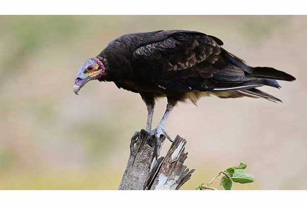 Sępnik pstrogłowy (Cathartes burrovianus)