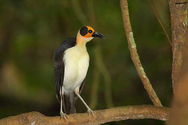 Sępowronka żółtogardła (Picathartes gymnocephalus)