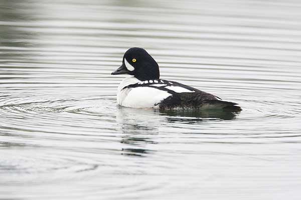 Sierpiec (Bucephala islandica)