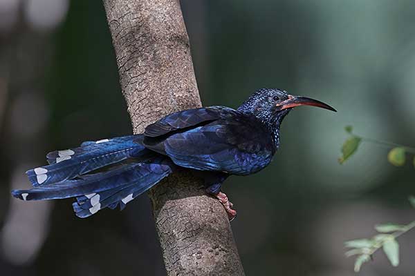 Sierpodudek purpurowy (Phoeniculus purpureus)