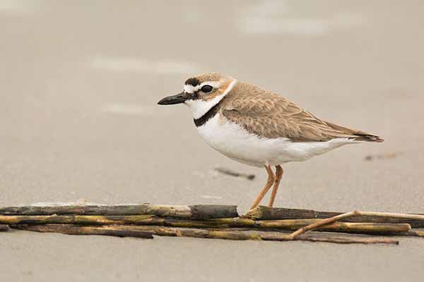 Sieweczka grubodzioba (Charadrius wilsonia)