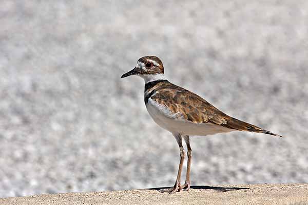 Sieweczka krzykliwa (Charadrius vociferus)